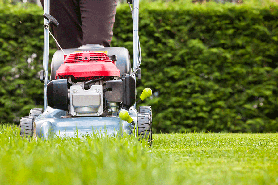 Make Your Lawn Greener With Organic Lawn Care Services