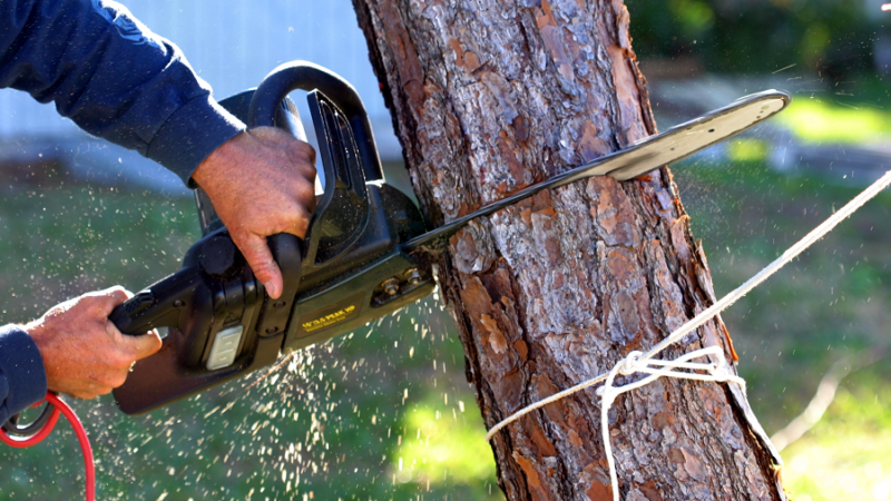 Best Arborists Professionals That You Need For Perfect Tree Care