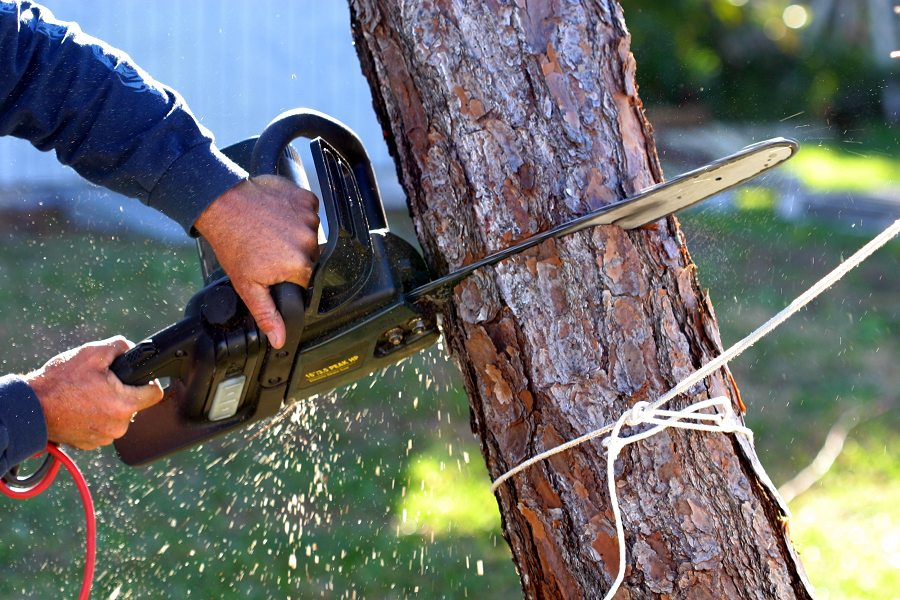 Best Arborists Professionals That You Need For Perfect Tree Care