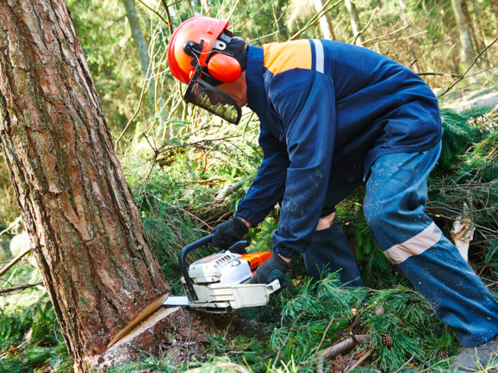 How can a professional tree-felling service work wonders for your garden?