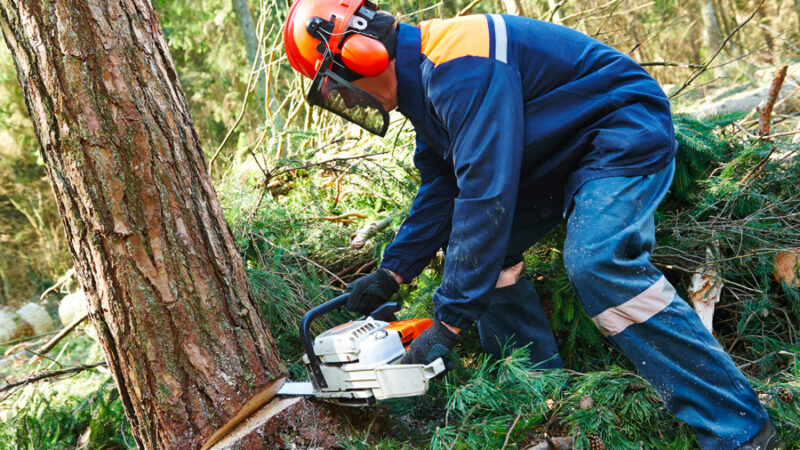 How can a professional tree-felling service work wonders for your garden?