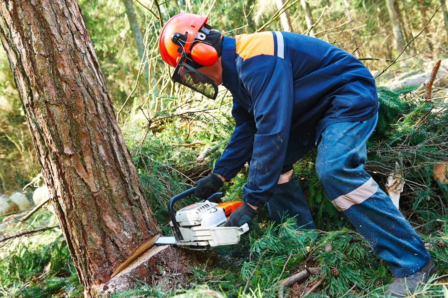 How can a professional tree-felling service work wonders for your garden?
