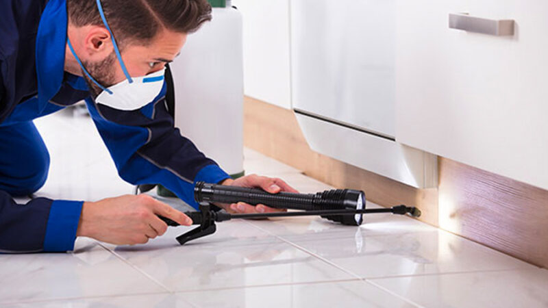 Best Tips for Removing Pests in Your House