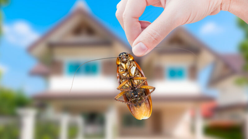 How to Get Rid of Unwanted Pests in Your Yard