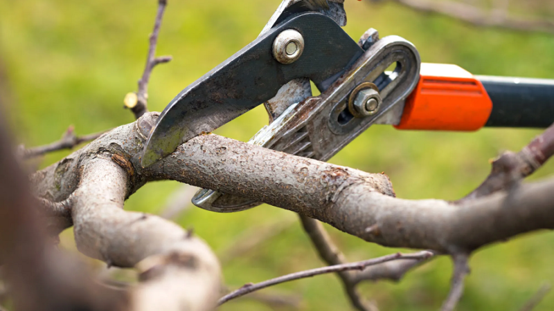 How to know if a tree care company is right for you?