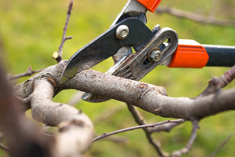 How to know if a tree care company is right for you?