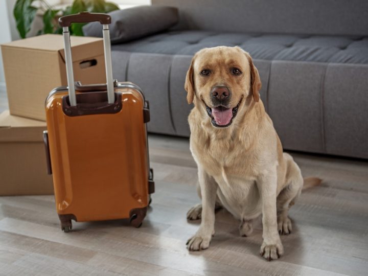 Moving with Pets: How a Moving Crew Can Help