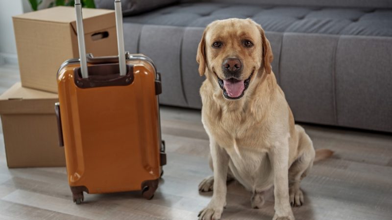 Moving with Pets: How a Moving Crew Can Help