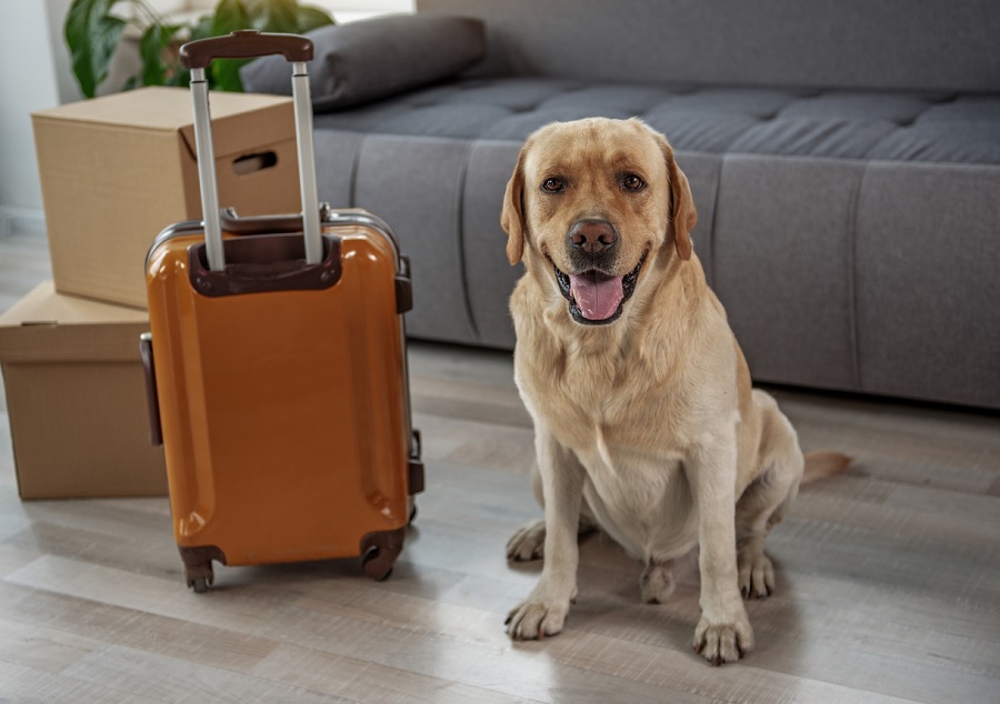 Moving with Pets: How a Moving Crew Can Help