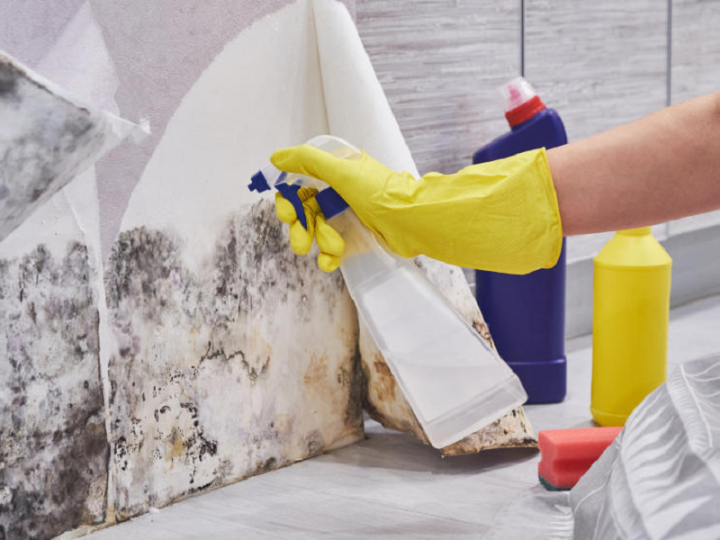 How Mold Remediation Experts Get Rid of Mold