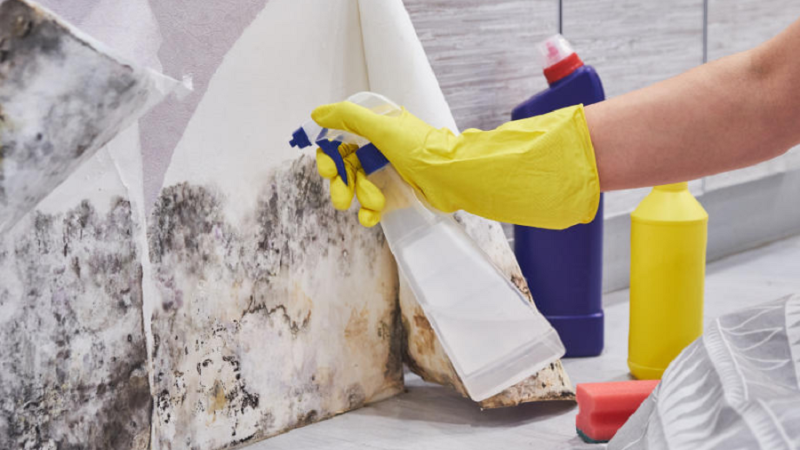 How Mold Remediation Experts Get Rid of Mold