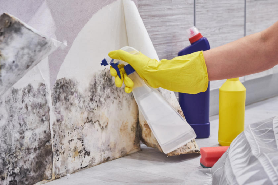 How Mold Remediation Experts Get Rid of Mold