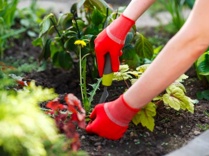 A Beginner’s Guide to Organic Home Gardening
