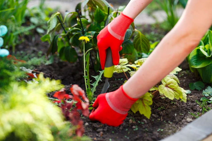 A Beginner’s Guide to Organic Home Gardening