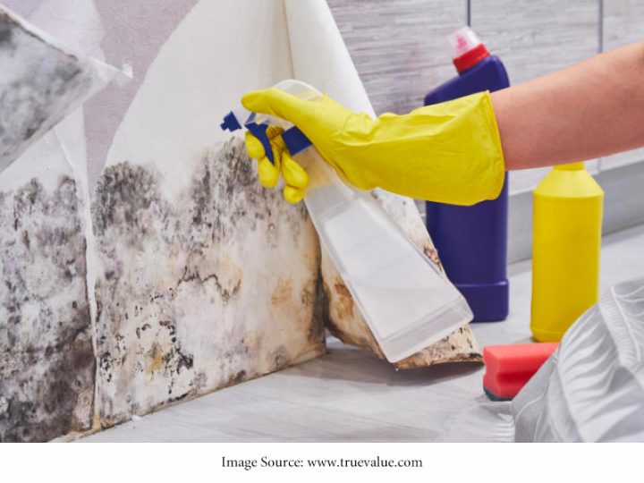 Best Mold Testing and Removal Companies in Dallas