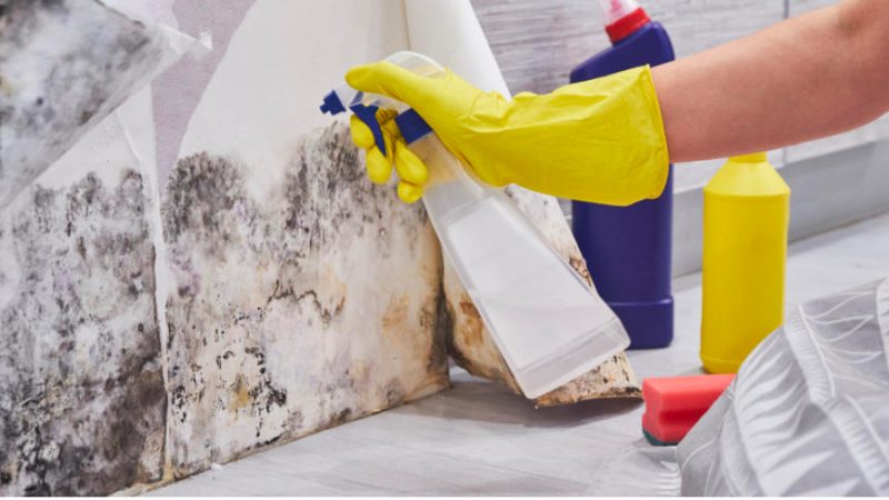 What Are Mold Removal Techniques?