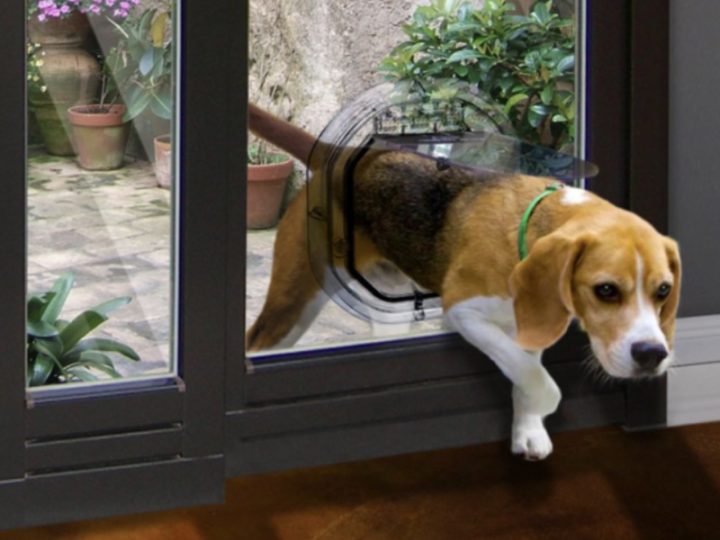 The Hows and Whys of Pet Door Installation in Auckland