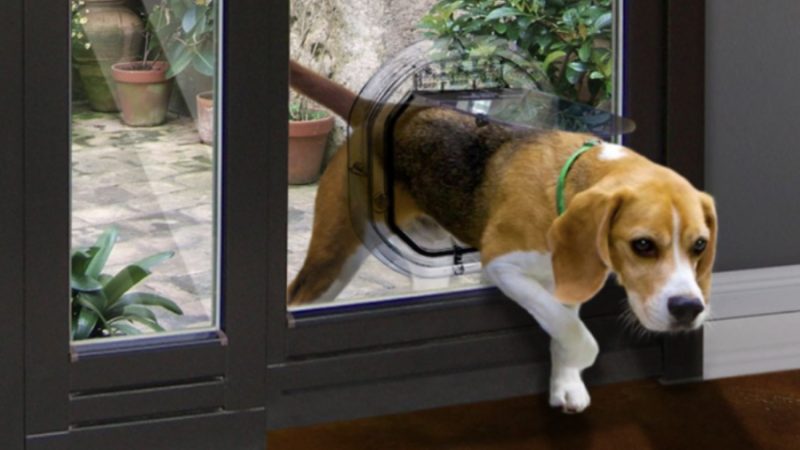 The Hows and Whys of Pet Door Installation in Auckland