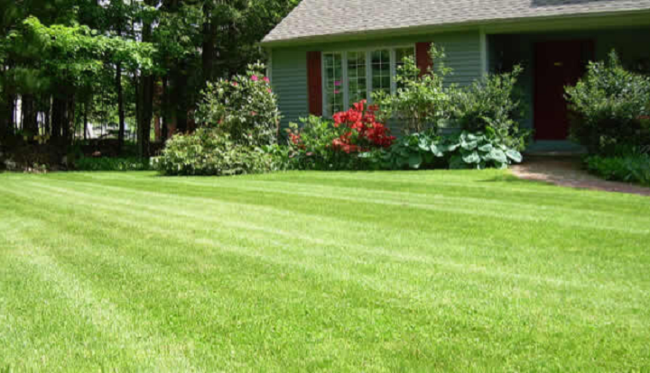 Mastering Lawn Care in Denver: A Comprehensive Guide by Magnolia Green Landscaping