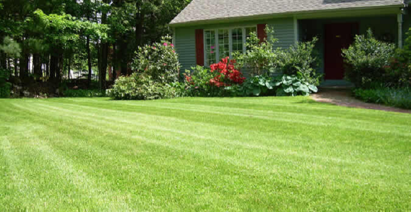 Mastering Lawn Care in Denver: A Comprehensive Guide by Magnolia Green Landscaping