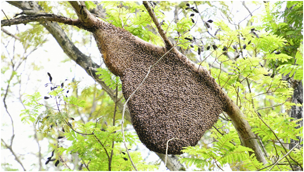 The Importance of Responsible Bee Hive Removal: Why It Matters