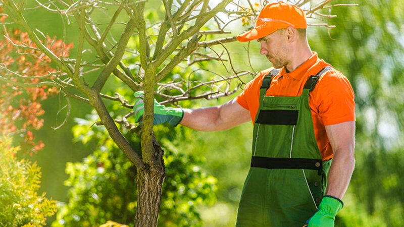 The Benefits of Professional Tree Pruning for NYC Homeowners