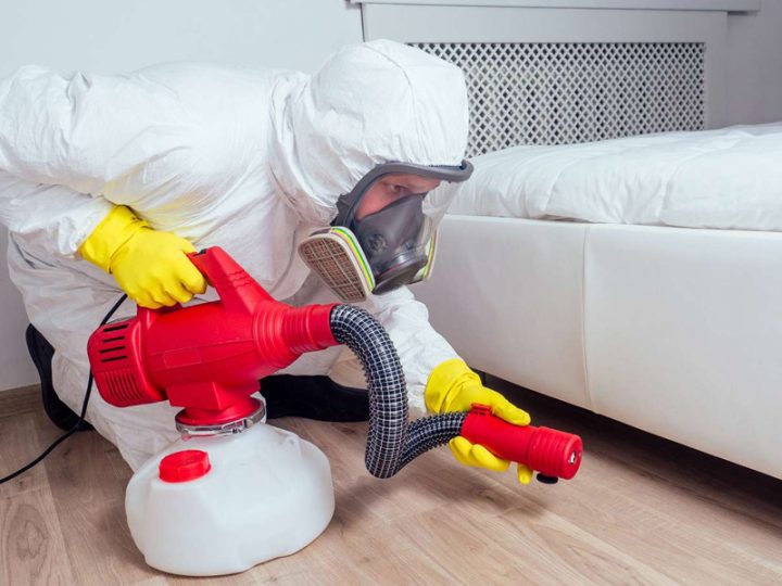 Pest Control Services Oxford: Piratical Natural Ways To Protect Your Home From Pests And Infestations