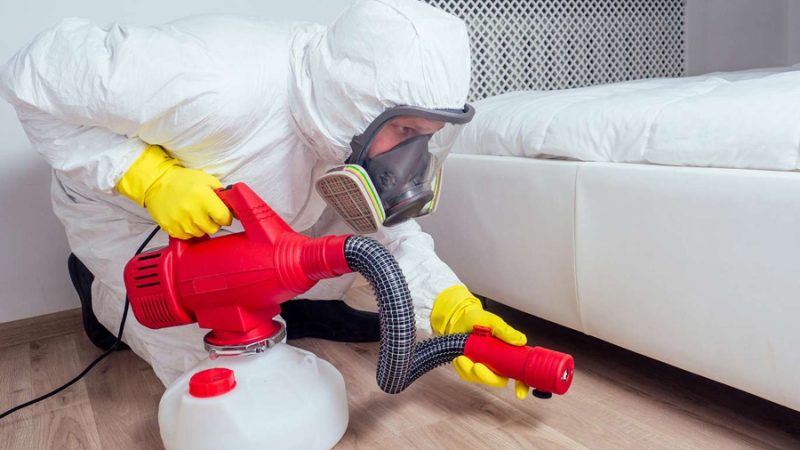 Pest Control Services Oxford: Piratical Natural Ways To Protect Your Home From Pests And Infestations