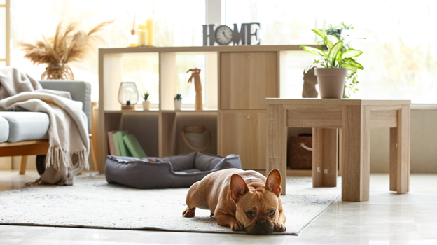 Questions to Ask Before Choosing New Flooring for Your Home